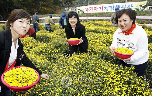 식용국화 마음껏 따가세요