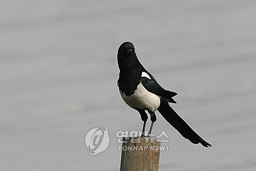 서울 대표새 까치가 애물단지(?)