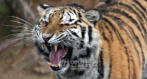 어흥. 호랑이가 온다
