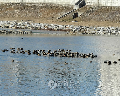 청정 1급수 홍천강의 청둥오리 한가해요