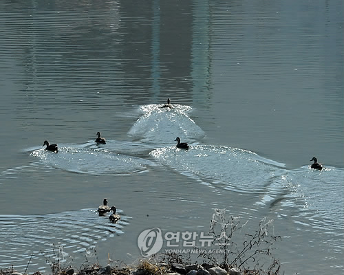 청정 1급수 홍천강의 청둥오리 한가해요
