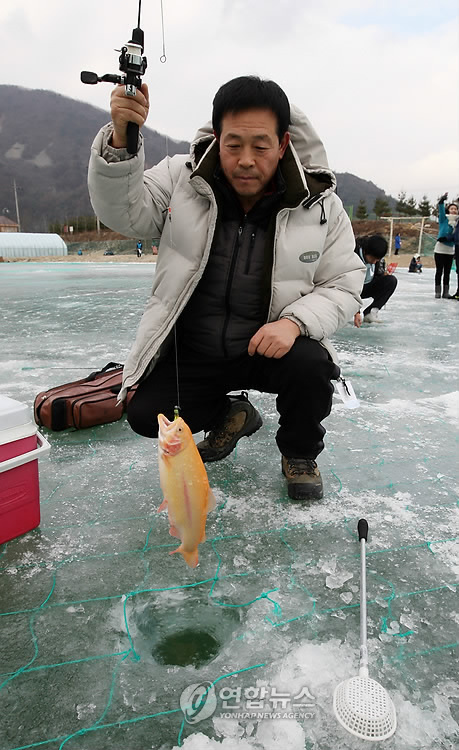 송어 잡으러  평창으로 오세요