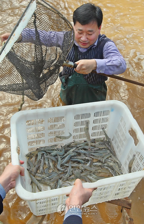 친환경 초고밀도 새우 양식 성공