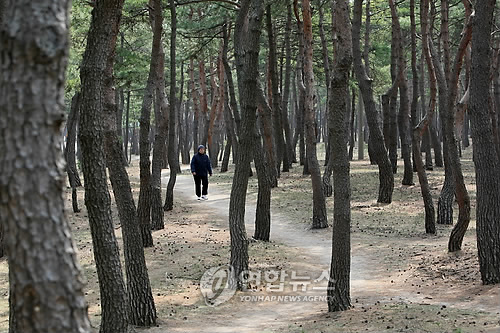 강릉 경포 소나무 숲 걸어요