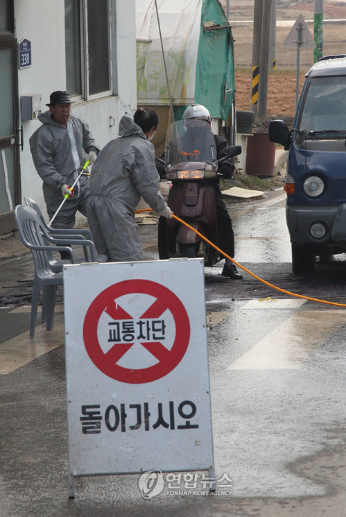 인천 강화 한우농가, 구제역 양성