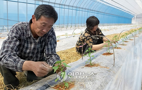 태안서 친환경 고추 심기 한창
