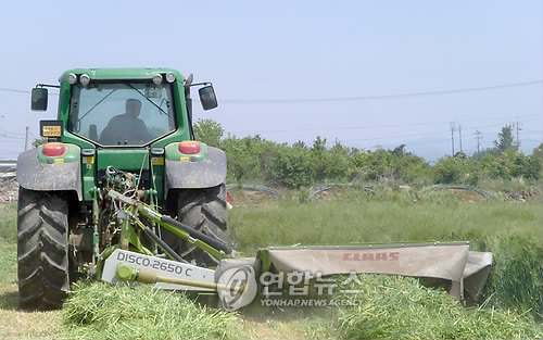 청보리 수확 한창인 농촌 들녘