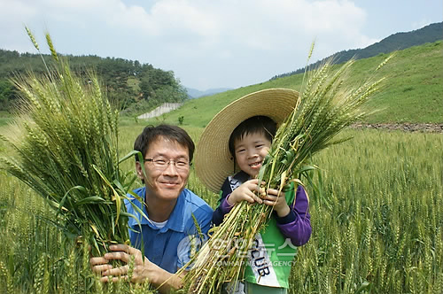 우리밀 수확체험