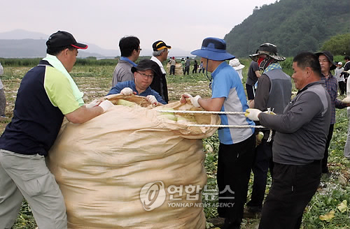 <카메라뉴스> 경남교육청 직원 농촌 일손돕기
