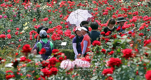 인천대공원에서 장미꽃 축제