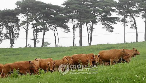 신선한 풀 먹는 한우들