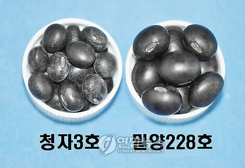 농진청, 일반콩 2~3배 크기 슈퍼콩 개발