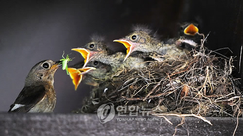 <카메라뉴스> 원두막에 둥지 튼 딱새가족
