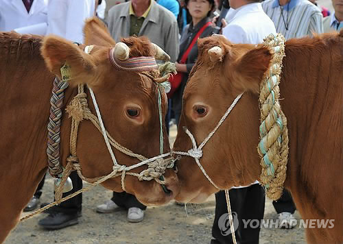 비켜...내가 최고 한우야