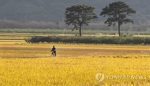 황금들녘..언제 추수하나