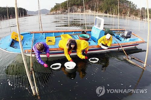 방송사, 청정바다 완도 매생이 집중 조명