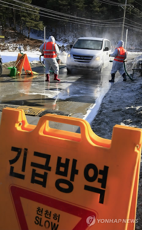 양양 양돈단지 구제역 발생..방역작업