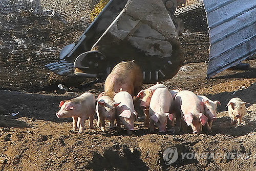 안락사 약물 다썼다 돼지 생매장..2차오염 비상
