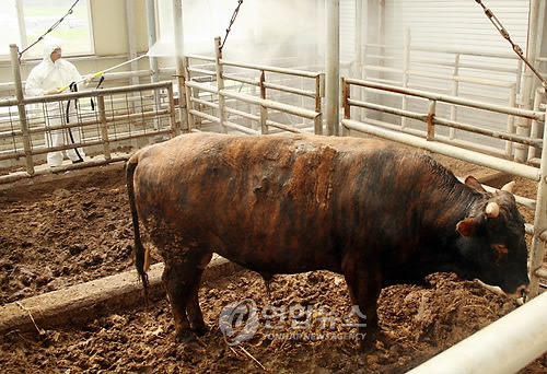 강원축산연구소 토종 얼룩소를 사수하자