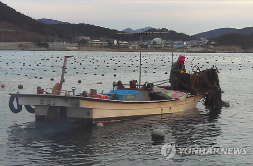 한파에 송정미역 대풍..직거래장터 오세요