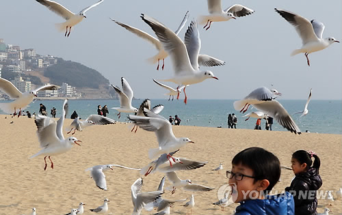 해운대 갈매기 봄맞이 군무