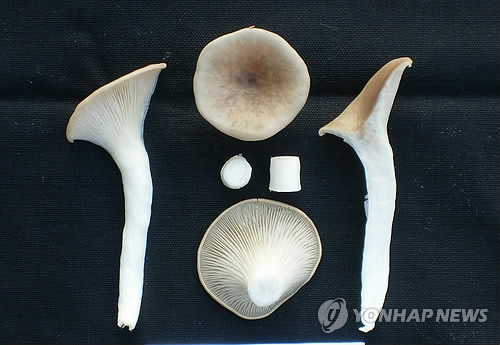 강원농업기술원, 고품질 느타리버섯 `향산 개발