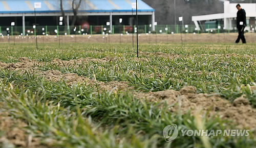 겨울 이겨낸 밀 싹