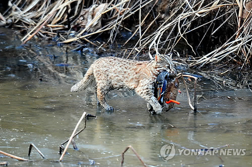 <카메라뉴스> 창원 주남저수지 삵의 오리 사냥