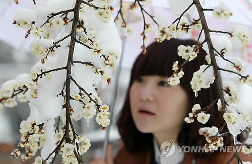 겨울에 갇힌 봄 설중매