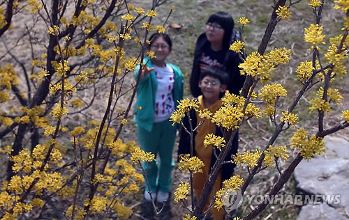 <카메라뉴스> 와보랑께박물관에 핀 산수유