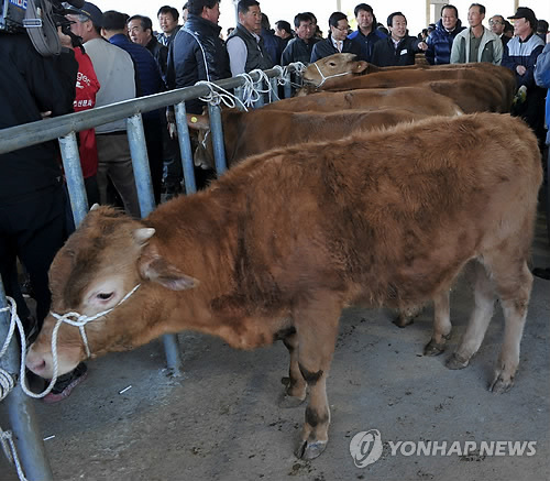 울산 대표 언양가축시장 개장