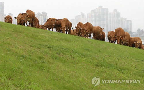한우들의 아파트가 보이는 초지위 소풍