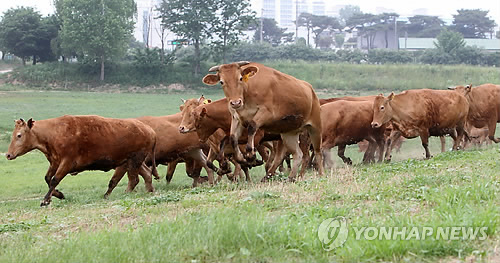 한우들의 소풍 구제역 없이 건강하게