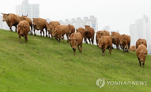 한우들의 소풍 구제역 없이 건강하게