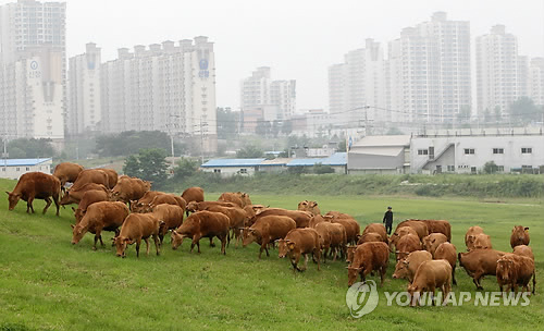 한우들의 소풍 구제역 없이 건강하게