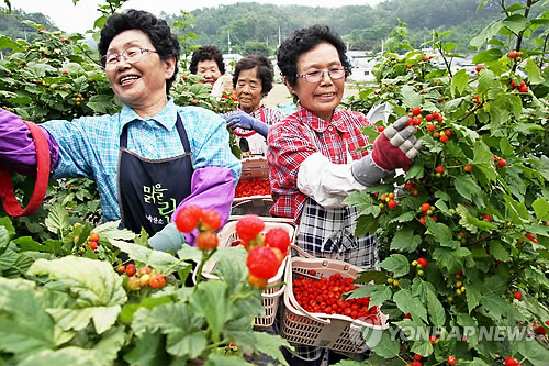 <카메라뉴스> 새콤달콤 산딸기 풍년