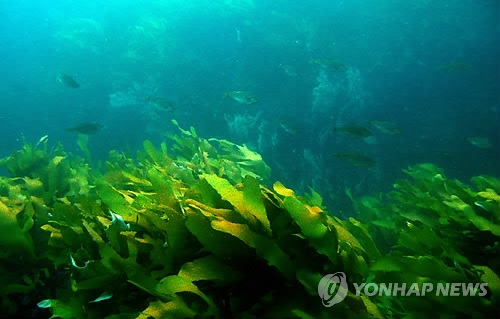 독도 바다는 해조숲 무성한 어류 산란장<수과원>