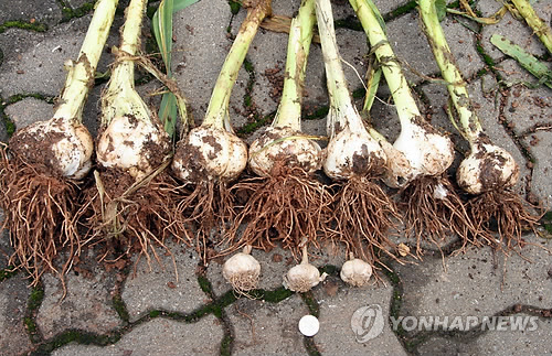 태안서 국내 첫 코끼리마늘 재배법 개발