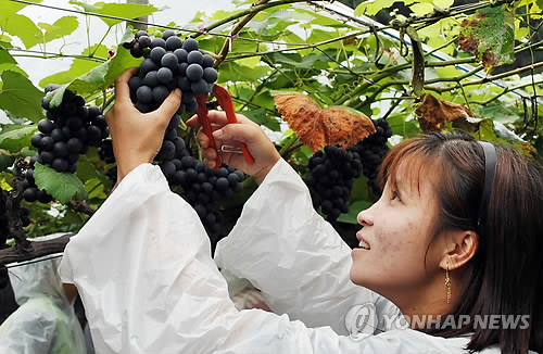 포도 너무 싱싱해요