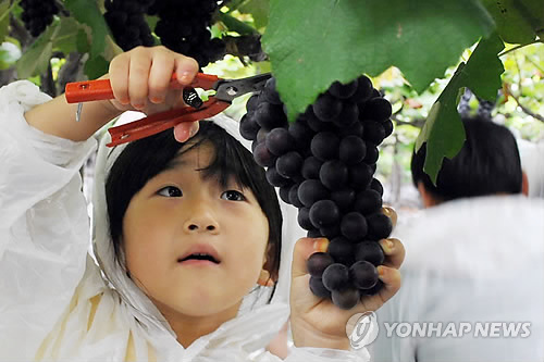 포도 너무 싱싱해요