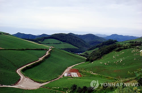 배추고도 태백 귀네미마을 짙푸른 풍광 절정