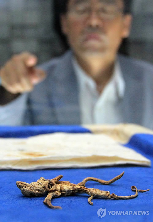 1천년 된 고려인삼 구경하세요