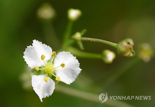 민통선 내 둥근잎택사