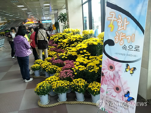 대구공항서 국화향기 맡으세요