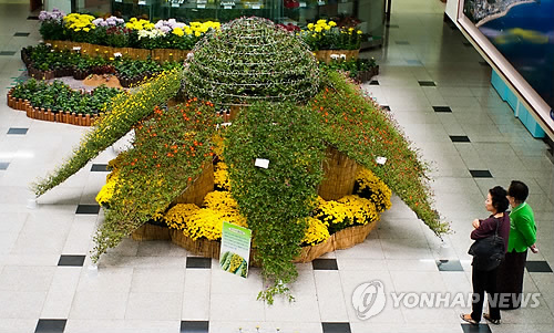 국화옆에서..보령시청 국화꽃 향연