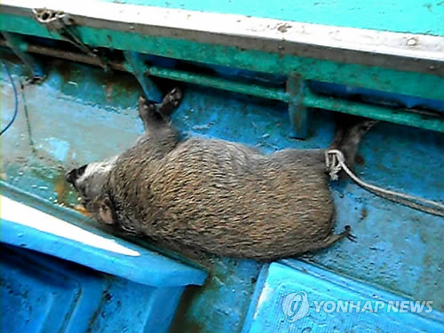양양 물치해상서 헤엄치던 멧돼지 어민이 발견
