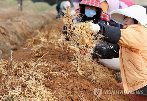 이것이 태안산 인삼