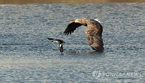 오리사냥 나선 흰꼬리수리