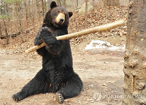 봉술 달웅(達熊) 에버랜드 쿵푸 베어