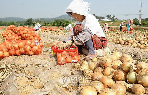 창녕 양파 일본에 첫 수출